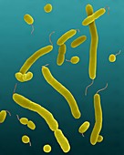 Vibrio parahaemolyticus, rod prokaryote, SEM