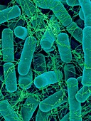 Bacillus thuringiensis, soil bacterium, SEM