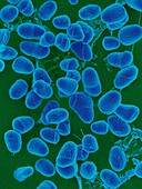 Pseudomonas koreensis, soil bacterium, SEM