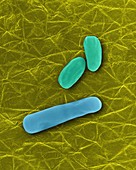 Bacillus anthracis, bacterium, SEM