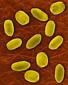 Bacillus anthracis spores, SEM