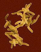 Shigella dysenteriae, bacterium, SEM