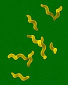 Campylobacter jejuni, prokaryote, SEM