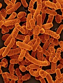 Lactobacillus salivarius, probiotic bacterium, SEM