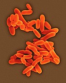Mycobacterium tuberculosis, bacterium, SEM