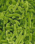 Pseudomonas putida, Gram-negative, SEM