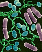 Three common types of bacterial morphology, SEM