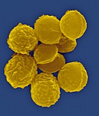 Micrococcus luteus, coccoid prokaryote, SEM