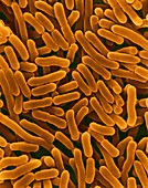 Salmonella enterica, bacterium, SEM