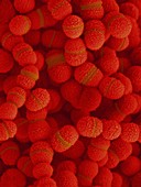 Streptococcus salivarius, SEM