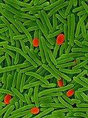 Clostridium phytofermentans, SEM