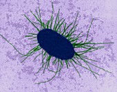 E. coli with fimbriae, TEM
