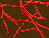 Bacillus megaterium, SEM