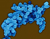 Staphylococcus aureus, SEM