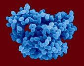 Enterococcus faecalis, coccus prokaryote, SEM
