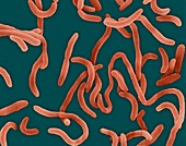 Vibrio cholerae, curved rod prokaryote, SEM