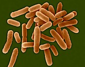 Legionella pneumophila, bacterium, SEM