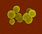 Neisseria meningitidis, coccus prokaryote, SEM