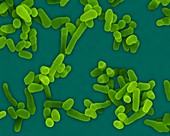 Mycobacterium avium, bacterium, SEM