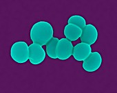 Staphylococcus aureus, coccus prokaryote, SEM