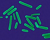Clostridium tetani, bacterium, SEM
