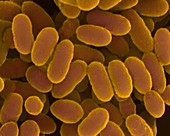 Streptococcus sanguis, coccus prokaryote, SEM