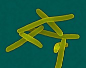 Capnocytophaga sputigena, bacterium, SEM