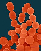 Staphylococcus epidermidis, SEM