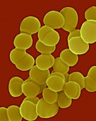 Streptococcus viridans, coccoid prokaryote, SEM