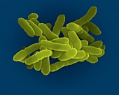 Klebsiella pneumoniae, bacterium, SEM