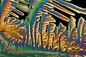 Vitamin C and sucrose crystals, LM