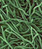 Hyphae of Trichophyton rubrum, SEM