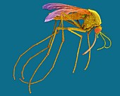 Female mosquito, SEM