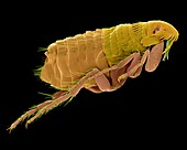 Cat flea, SEM