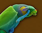 Confused adult flour beetle, SEM