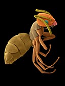 Odorous house ant, SEM