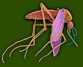 Common house mosquito, SEM