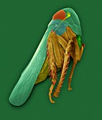 Potato leafhopper, SEM
