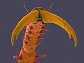 Damselfly tarsal claw, SEM