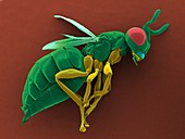 Male parasitic wasp, SEM