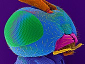 Parasitic wasp head, SEM