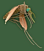 Anopheles stephensi, mosquito carrier of malaria, SEM