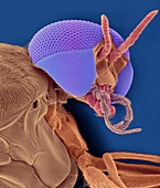 Black fly adult female head, SEM