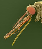 Anopheles gambiae, mosquito carrier of malaria, SEM