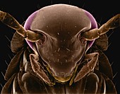 German cockroach, SEM