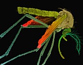 Female Asian tiger mosquito, SEM