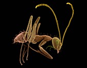 Longhorn crazy ant, SEM