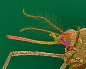 Female Asian tiger mosquito, SEM