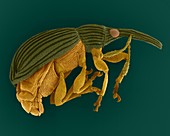 Seed feeding weevil, SEM