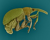 Seed feeding weevil, SEM